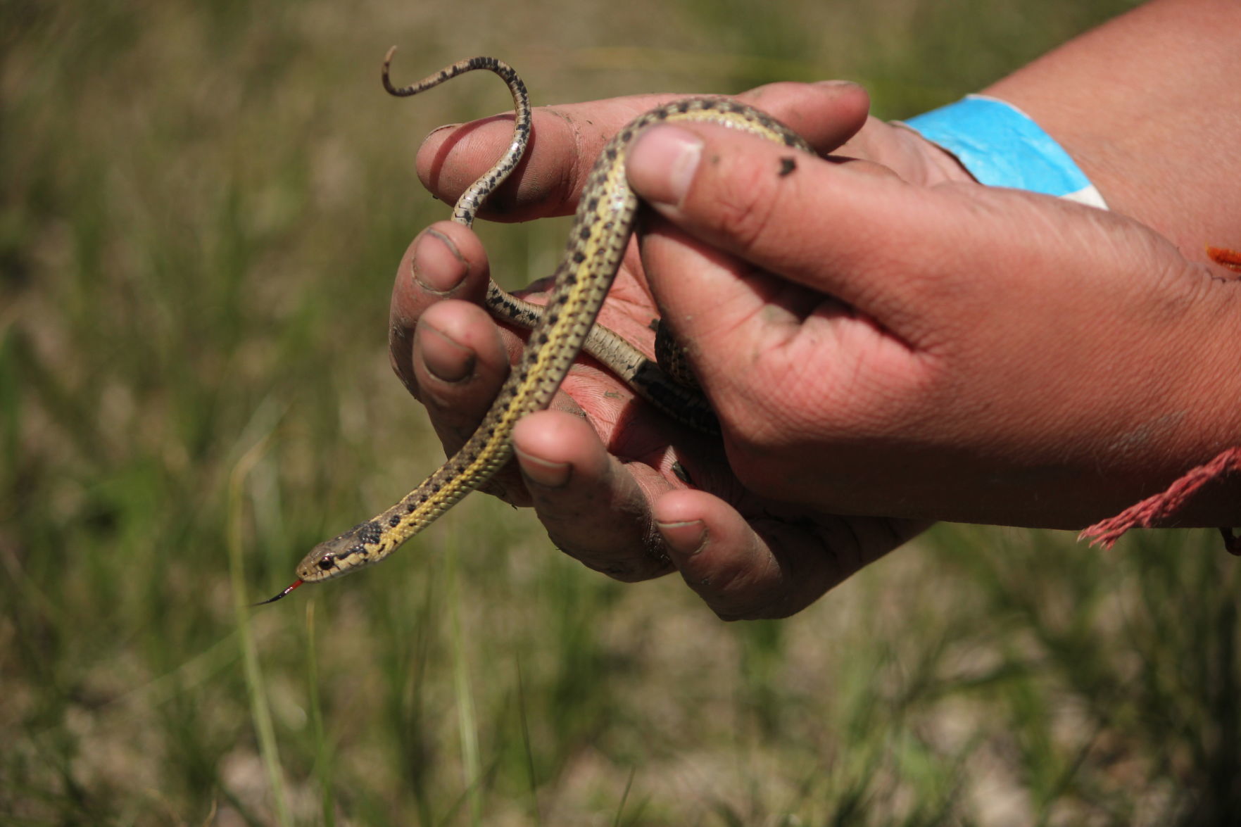 Snake